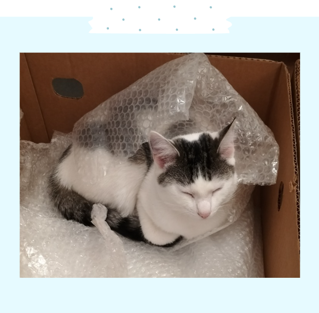 Foto van mijn kat Ori in een doos met bubbelplastic