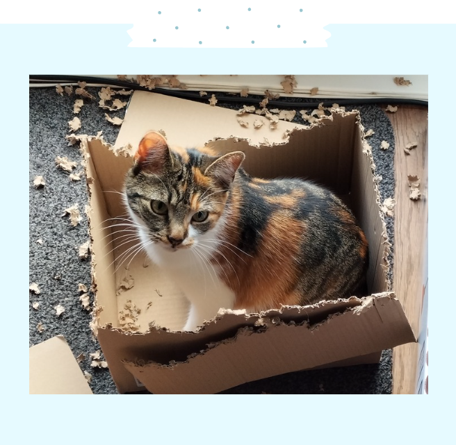 Foto van mijn kat Lily in een doos die ze helemaal heeft stuk gebeten